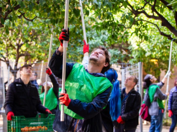 Barcelona Espigola: Recol·lecció de taronges amargues i participació voluntària