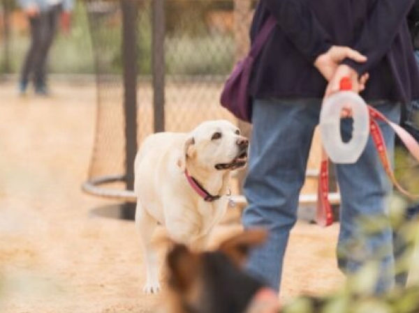 Remodelación Áreas de Ocio Canino en Barcelona: Novedades 2021 Remodelación Áreas de Ocio Canino en Barcelona: Novedades 2021